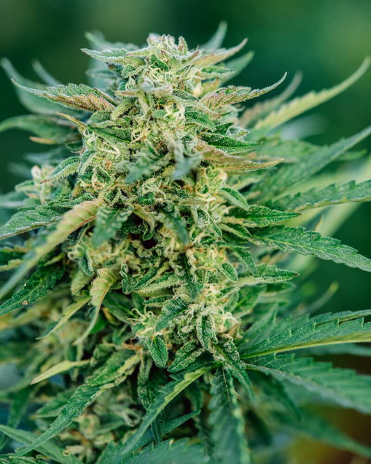 Grease Gun Auto (Atlas Seed) autoflowering Cannabis Samen von Atlas Seed