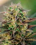 TriCross Auto (Atlas Seed) autoflowering Cannabis Samen von Atlas Seed