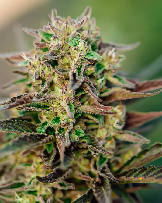 TriCross Auto (Atlas Seed) autoflowering Cannabis Samen von Atlas Seed