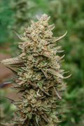 Top Gun Auto (Atlas Seed) autoflowering Cannabis Samen von Atlas Seed