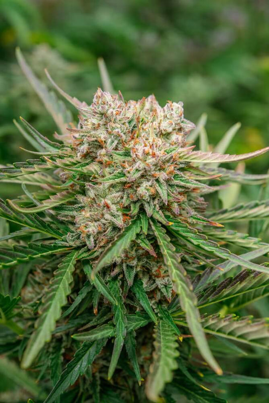 GMO OG Auto (Atlas Seed) autoflowering Cannabis Samen von Atlas Seed