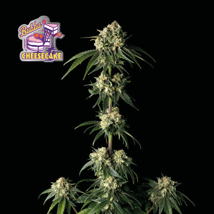 Bubba Cheesecake (Seedsman) feminisiert Cannabis Samen von Seedsman