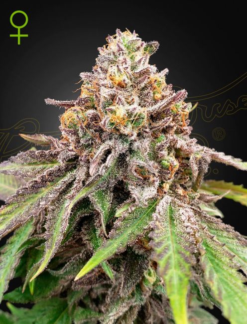 Blue Haze x Gelato 41 Auto (Greenhouse Seed Co.)