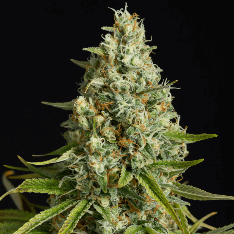 Amnesia Lemon (Silent Seeds) feminisiert Cannabis Samen von Silent Seeds