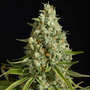 Amnesia Lemon (Silent Seeds) feminisiert