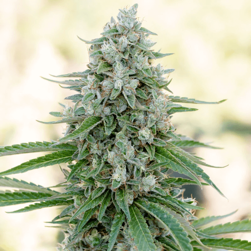 Critical Mango (Silent Seeds) feminisiert Cannabis Samen von Silent Seeds