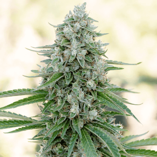 Critical Mango (Silent Seeds) feminisiert Cannabis Samen von Silent Seeds