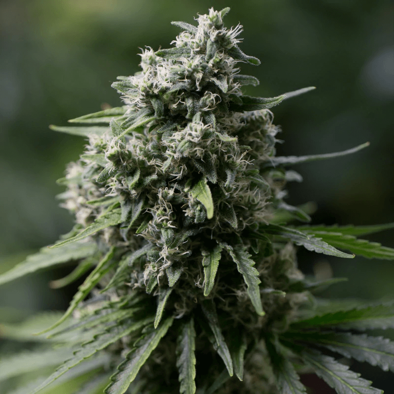 Critical+ 2.0 (Silent Seeds) feminisiert Cannabis Samen von Silent Seeds