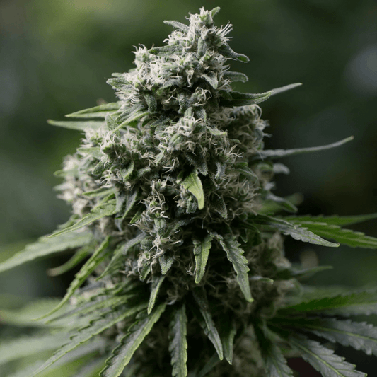 Critical+ 2.0 (Silent Seeds) feminisiert Cannabis Samen von Silent Seeds