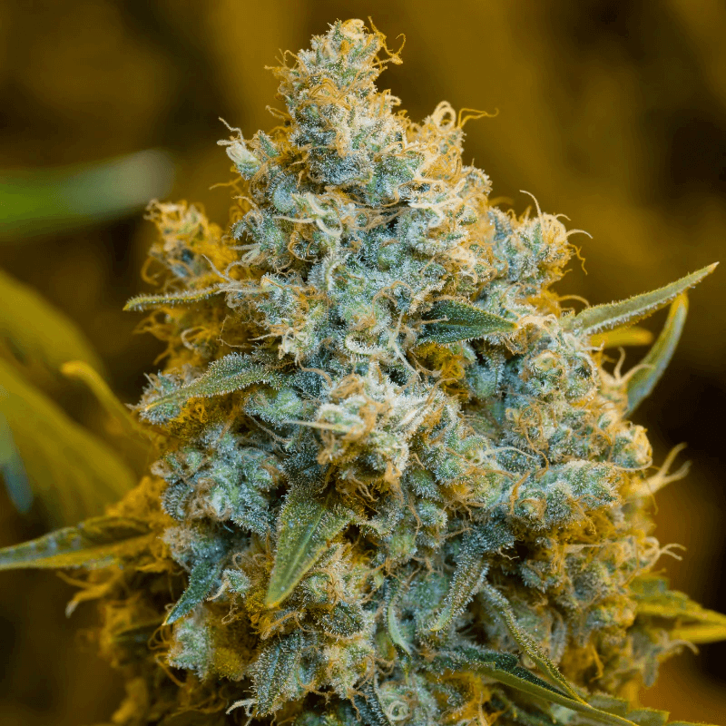 Critical Jack (Silent Seeds) feminisiert Cannabis Samen von Silent Seeds