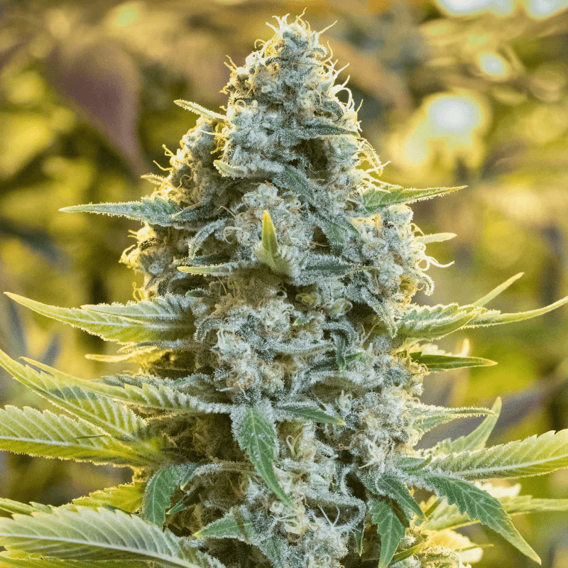 Moby Dick (Silent Seeds) feminisiert Cannabis Samen von Silent Seeds