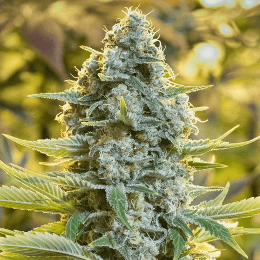 Moby Dick (Silent Seeds) feminisiert Cannabis Samen von Silent Seeds