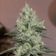Original Amnesia (Silent Seeds) feminisiert Cannabis Samen von Silent Seeds