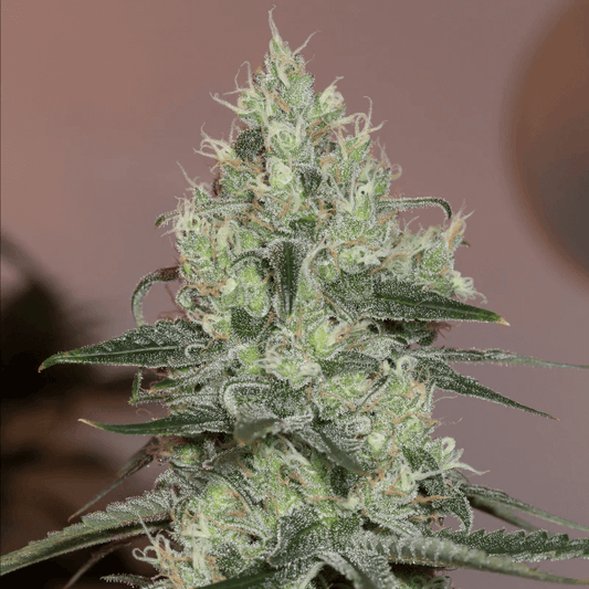 Original Amnesia (Silent Seeds) feminisiert Cannabis Samen von Silent Seeds