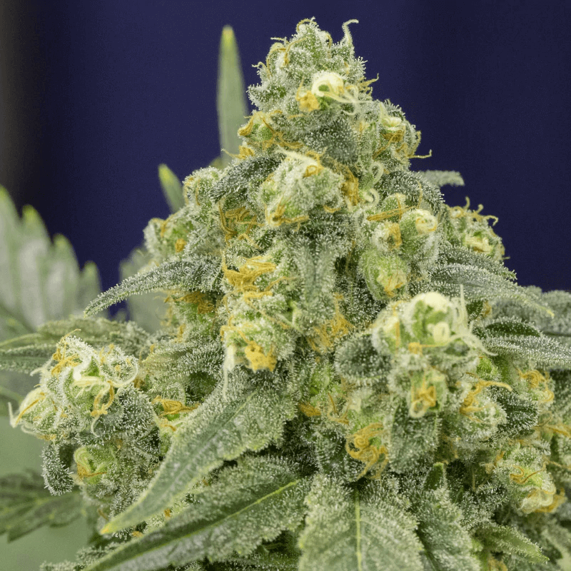 White Widow (Silent Seeds) feminisiert Cannabis Samen von Silent Seeds