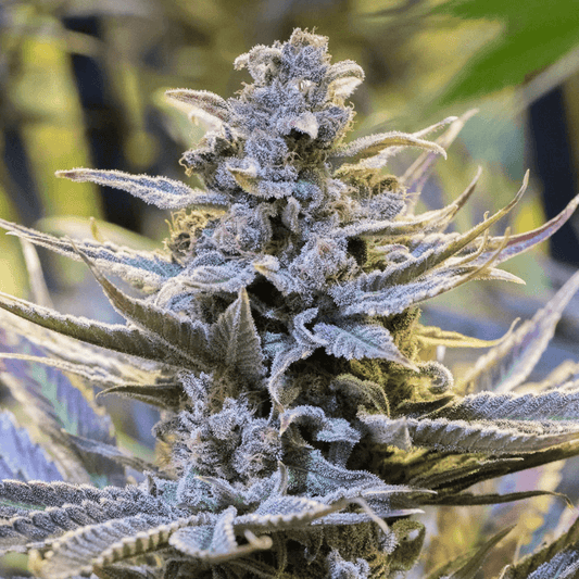 Cookielato (Silent Seeds) feminisiert Cannabis Samen von Silent Seeds