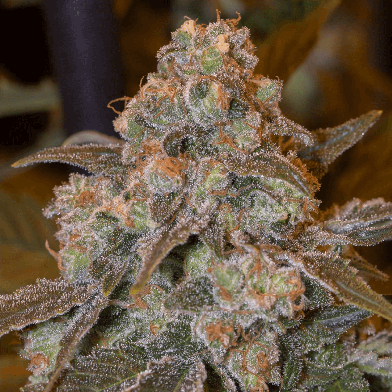 Gorilla Frost (Silent Seeds) feminisiert Cannabis Samen von Silent Seeds