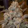 Gorilla Frost (Silent Seeds) feminisiert