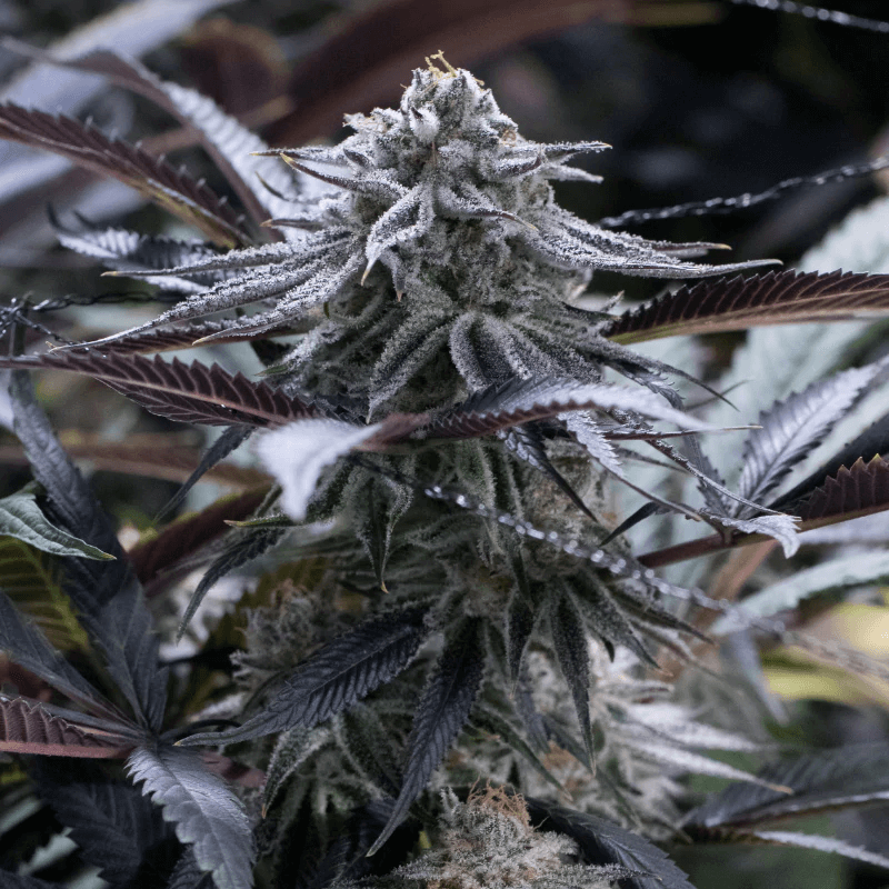 Grape Juice (Silent Seeds) feminisiert Cannabis Samen von Silent Seeds