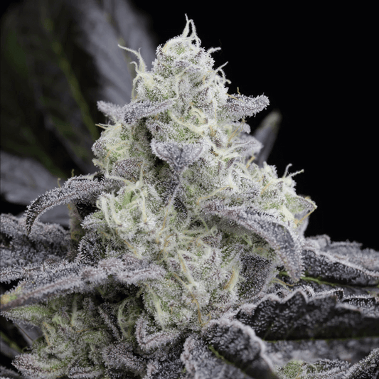 L.A. Vanilla Cake (Silent Seeds) feminisiert Cannabis Samen von Silent Seeds