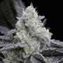 L.A. Vanilla Cake (Silent Seeds) feminisiert