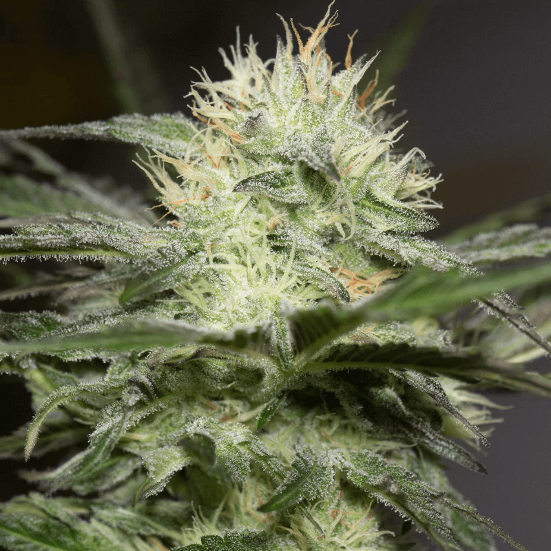 Lemon Sorbet (Silent Seeds) feminisiert Cannabis Samen von Silent Seeds