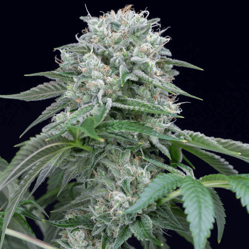 Starfire OG (Silent Seeds) feminisiert Cannabis Samen von Silent Seeds