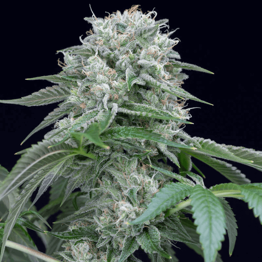 Starfire OG (Silent Seeds) feminisiert Cannabis Samen von Silent Seeds