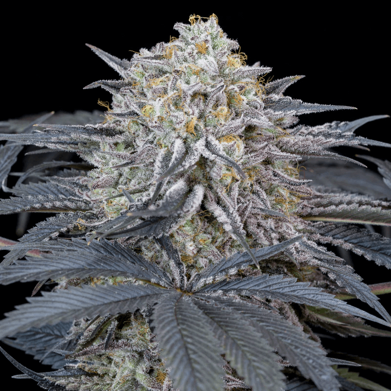 Watermelon Runtz (Silent Seeds) feminisiert Cannabis Samen von Silent Seeds