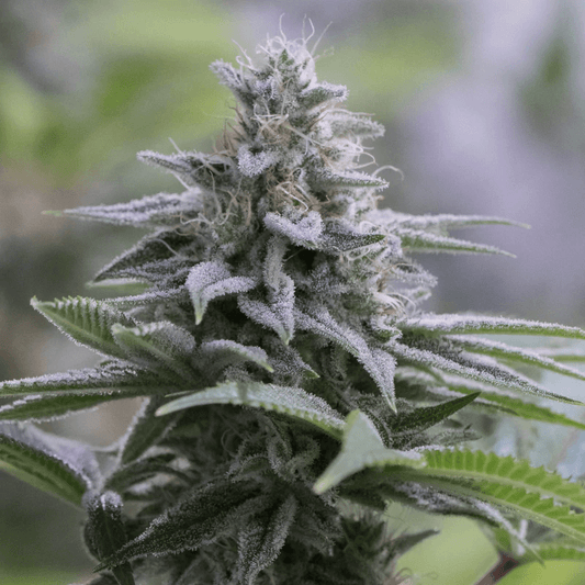 Zkittlez 2.0 (Silent Seeds) feminisiert Cannabis Samen von Silent Seeds