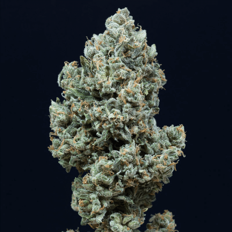 Critical+ 2.0 Auto (Silent Seeds) Cannabis Samen von Silent Seeds