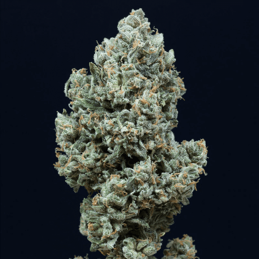 Critical+ 2.0 Auto (Silent Seeds) Cannabis Samen von Silent Seeds