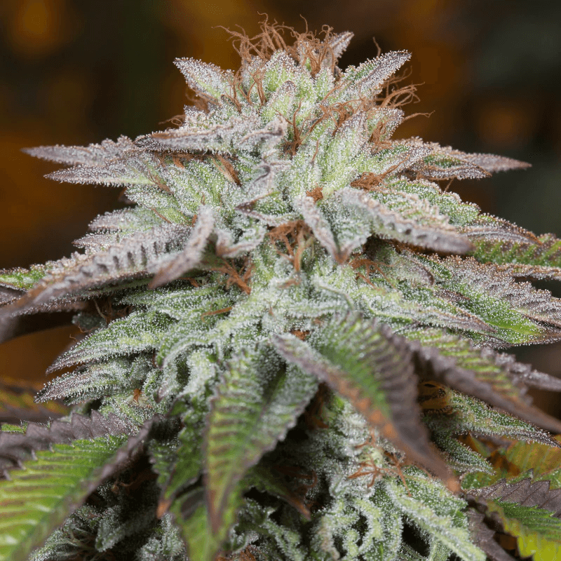 L.A. Vanilla Cake Auto (Silent Seeds) Cannabis Samen von Silent Seeds