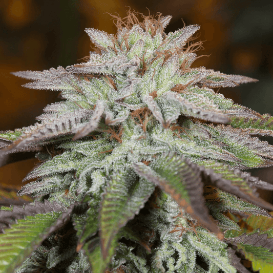 L.A. Vanilla Cake Auto (Silent Seeds) Cannabis Samen von Silent Seeds