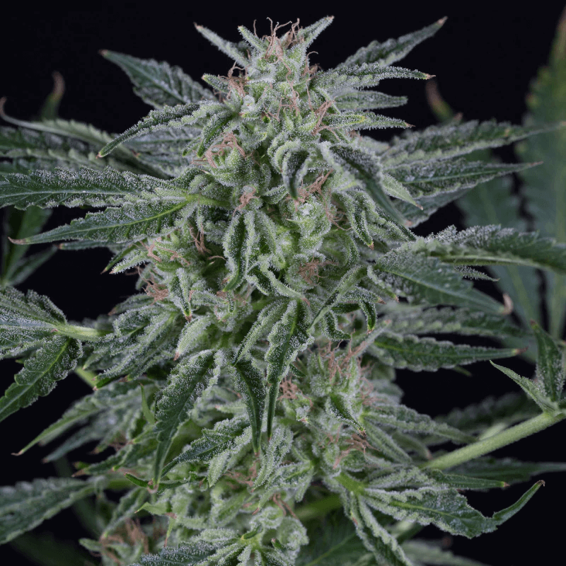 Critical Jack Auto (Silent Seeds) Cannabis Samen von Silent Seeds