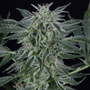 Critical Jack Auto (Silent Seeds)