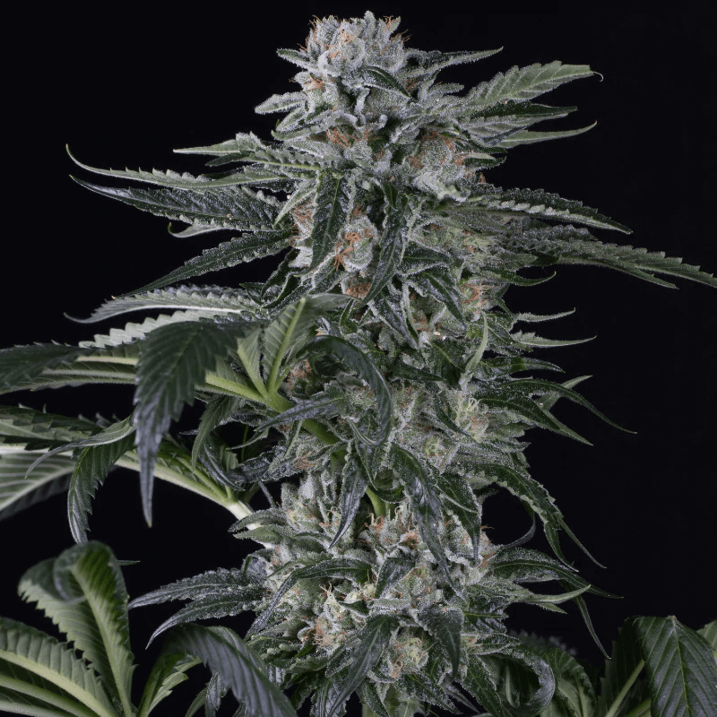 Moby Dick Auto (Silent Seeds) Cannabis Samen von Silent Seeds