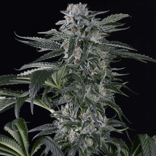 Moby Dick Auto (Silent Seeds) Cannabis Samen von Silent Seeds