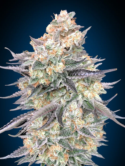 Blue Dream (00 Seeds) feminisiert Cannabis Samen von 00 Seeds