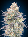 Blue Dream (00 Seeds) feminisiert