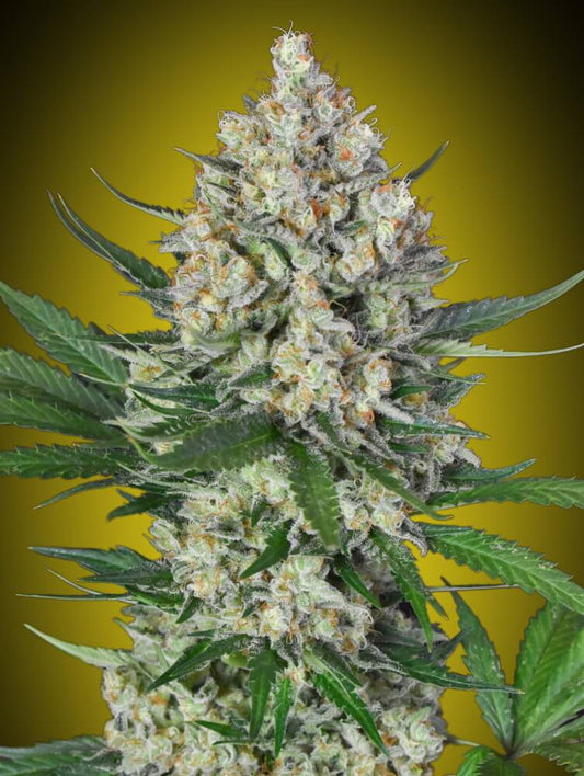 Lemon OG (00 Seeds) feminisiert Cannabis Samen von 00 Seeds