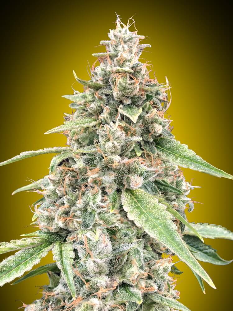 Lemon OG Auto (00 Seeds) Cannabis Samen von 00 Seeds