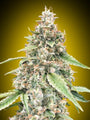 Lemon OG Auto (00 Seeds)