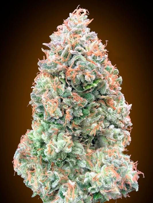 Chocolate Skunk XXL Auto (00 Seeds) Cannabis Samen von 00 Seeds