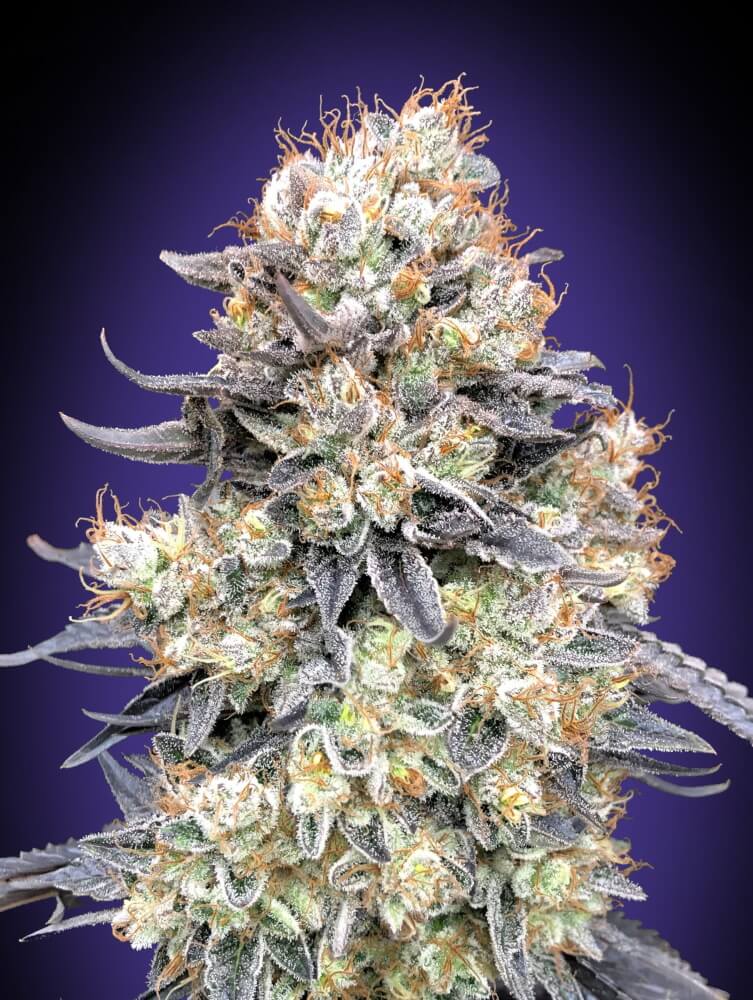 Purple Punch Auto (00 Seeds) Cannabis Samen von 00 Seeds