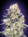 Purple Punch Auto (00 Seeds)