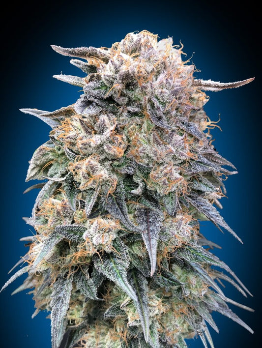 00 Kush Fast (00 Seeds) feminisiert Cannabis Samen von 00 Seeds