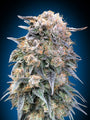 00 Kush Fast (00 Seeds) feminisiert