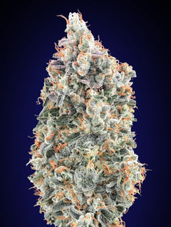 Blueberry Fast (00 Seeds) feminisiert Cannabis Samen von 00 Seeds