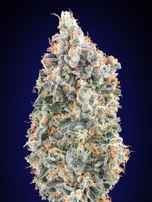 Blueberry Fast (00 Seeds) feminisiert Cannabis Samen von 00 Seeds